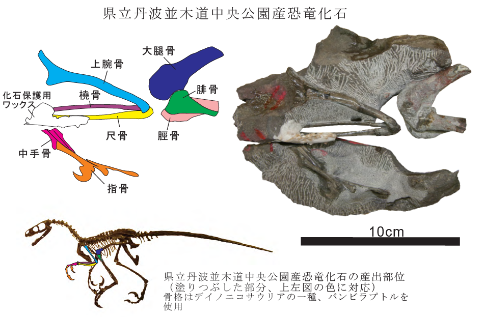 篠山で新発見!!