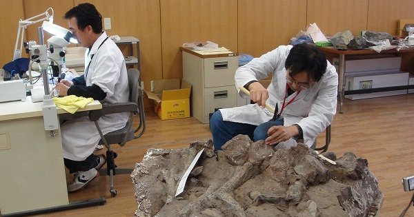 発見された化石たち