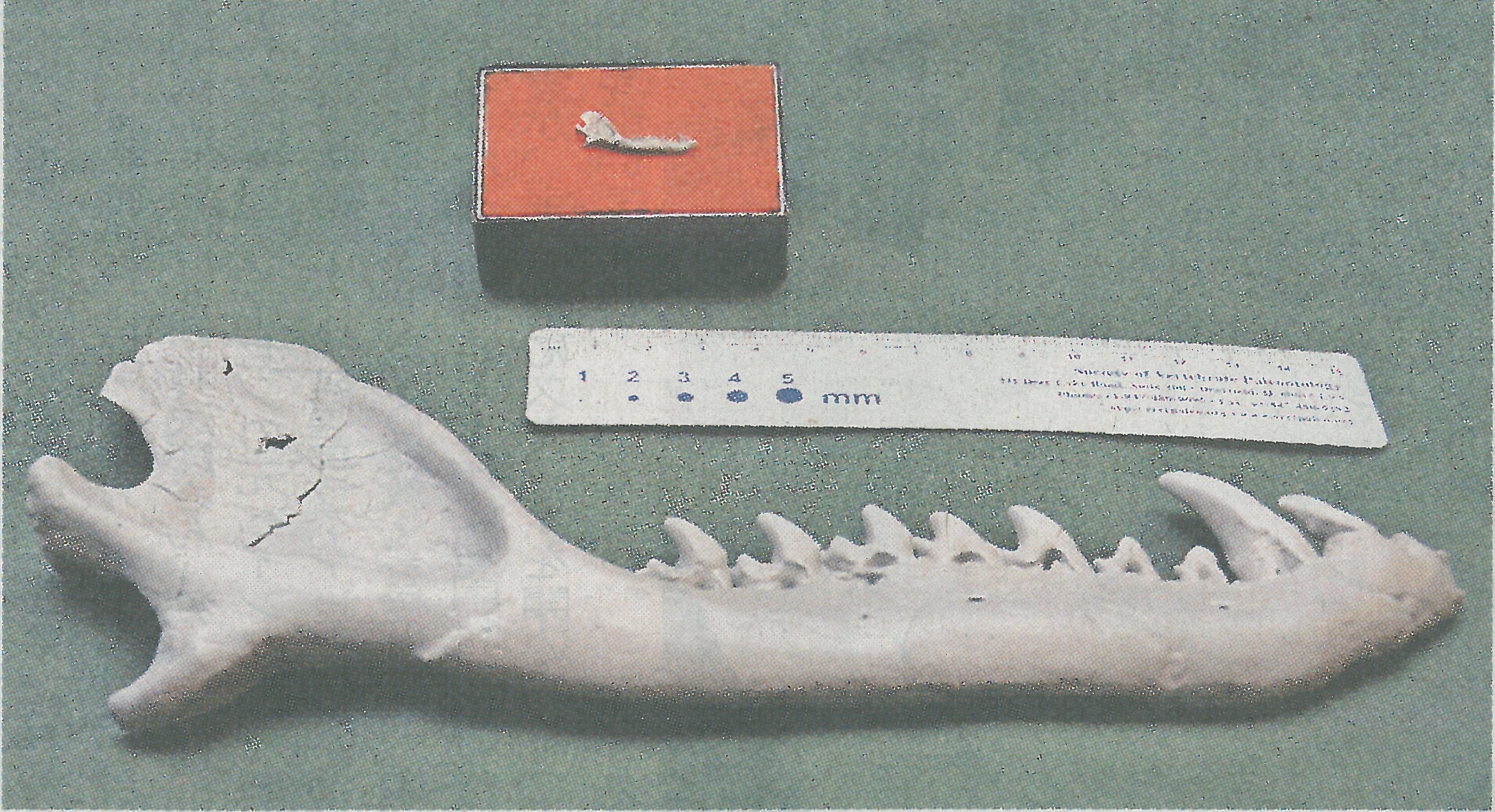 カワイイの下顎骨の拡大模型、完成